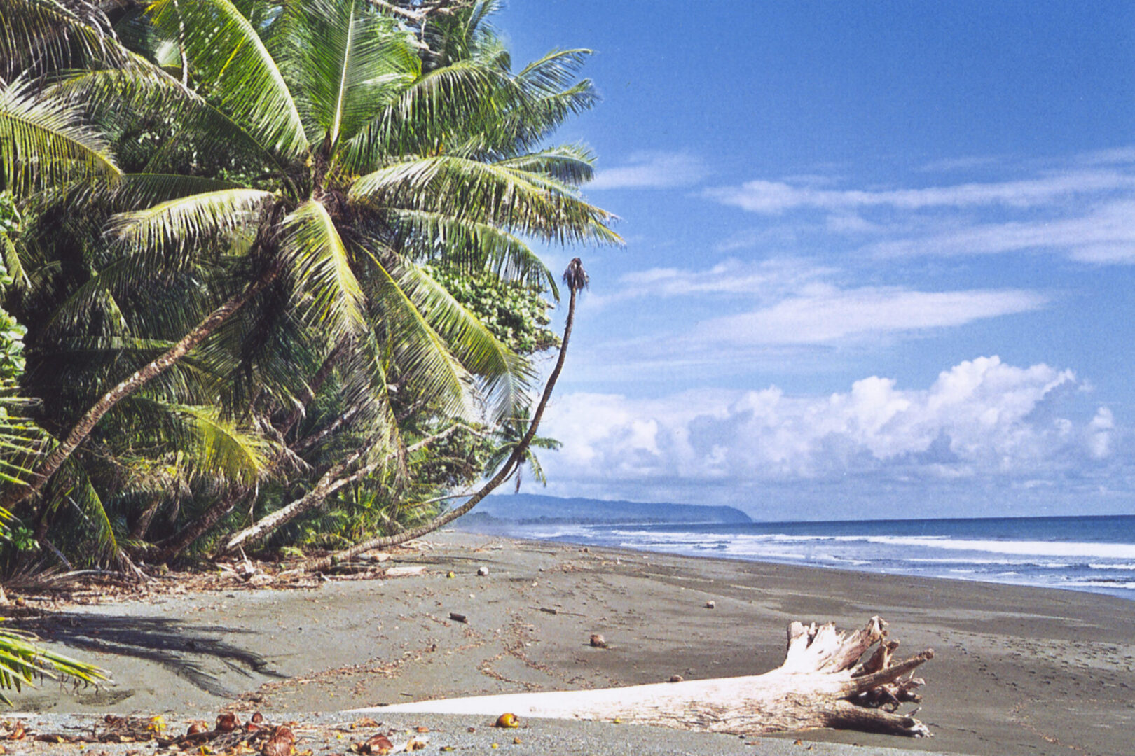 A beach with palm trees and waves in the background.